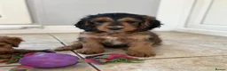 Cockapoo dogs for sale: Ready f1 Show/Toy boy for his forever home - Advert 28