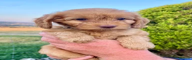 Cockapoo 3