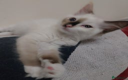 Ragdoll cats for sale: 2 Beautiful Ragdoll girls for sale - Image 5