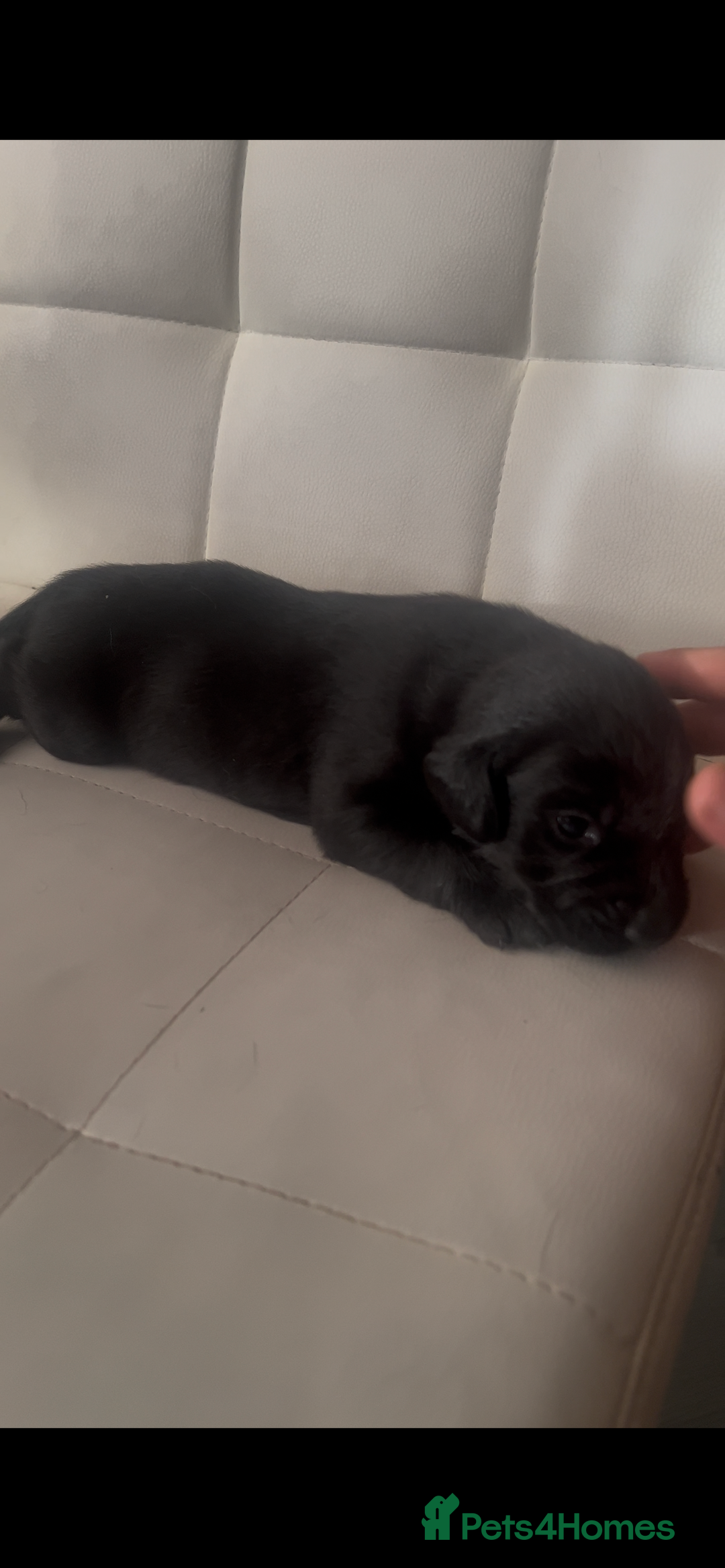 Labrador Retriever dogs for sale: Gorgeous Labrador puppies.  - Image 7