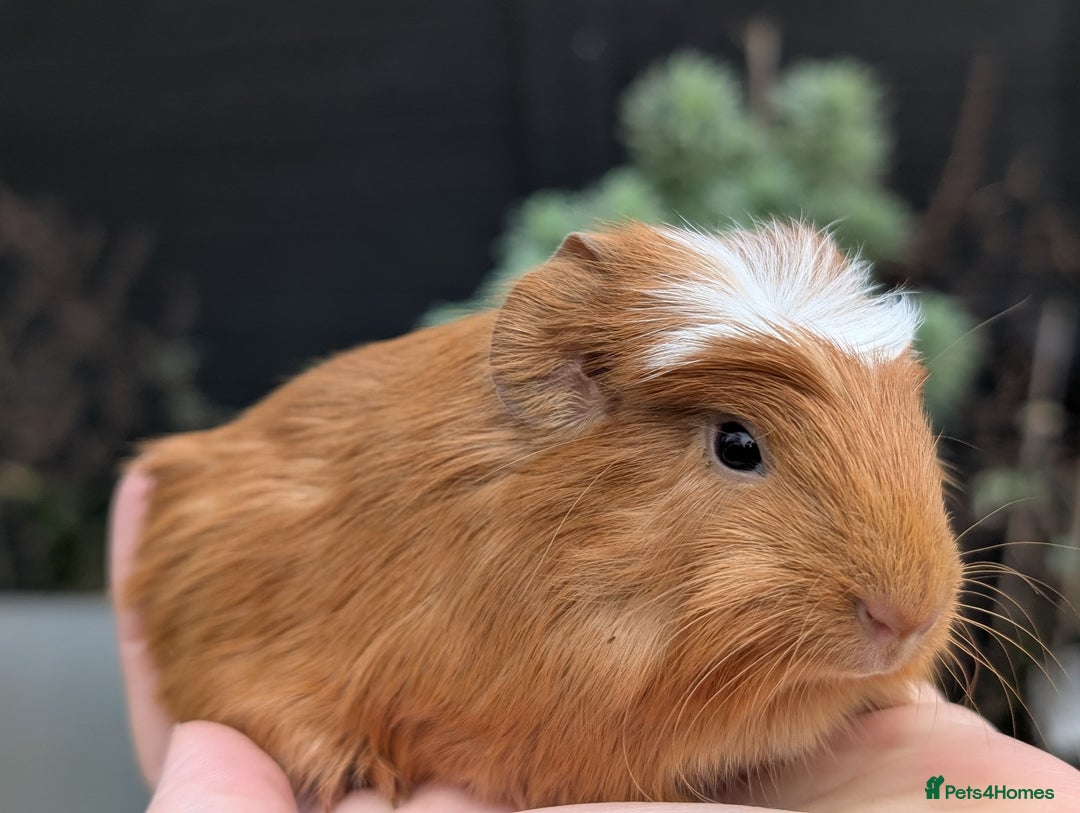 Guinea Pig rodents for sale: Guinea pig pups - Advert 7