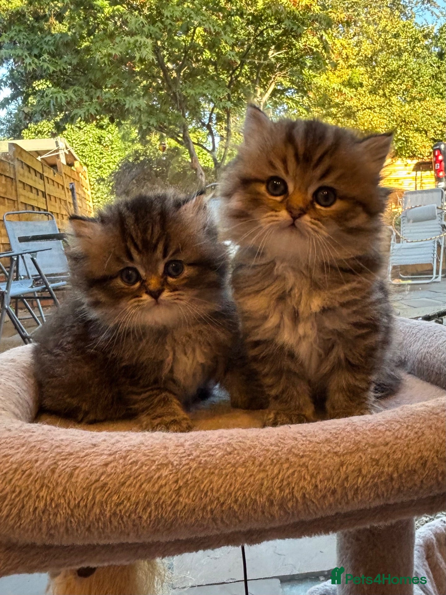 Persian cats Stunning fluffy purebred Persian kittens   - Advert 2