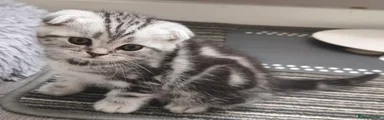 Kitten 5