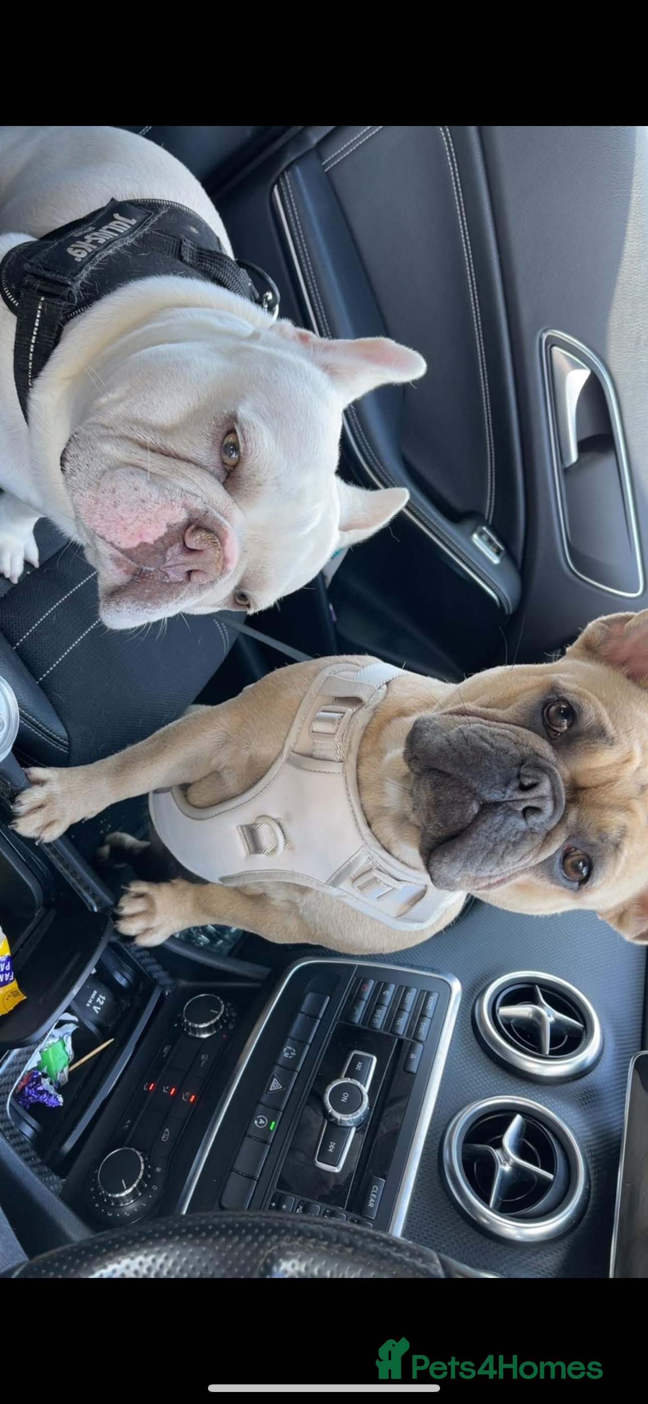 French Bulldog dogs 🐾✨ Adorable Frenchies ready soon ✨ 🐾 DWKC  - Advert 14