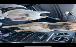 French Bulldog dogs for sale: 🐾✨ Adorable Frenchies ready soon ✨ 🐾  - Advert 1