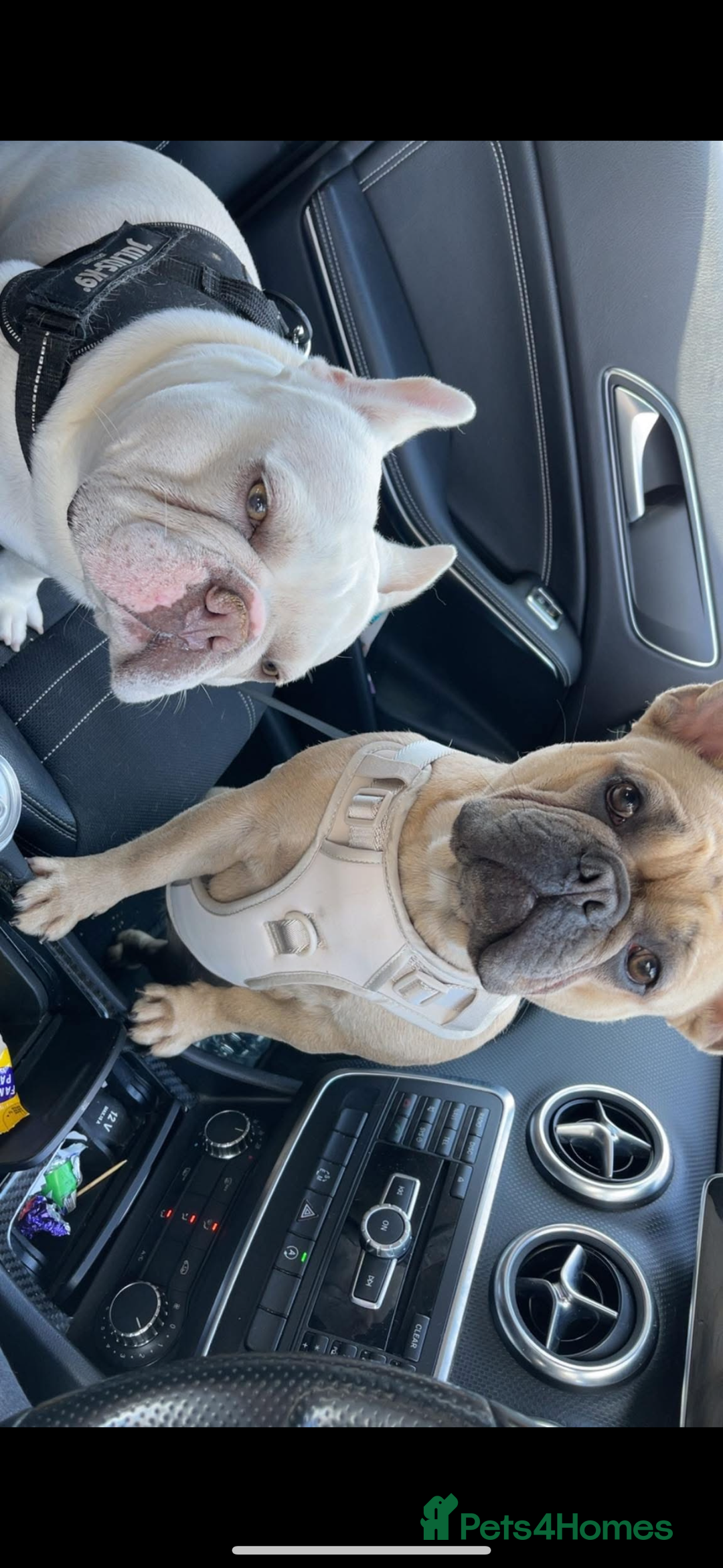 French Bulldog dogs for sale: 🐾✨ Adorable Frenchies ready soon ✨ 🐾  - Advert 1