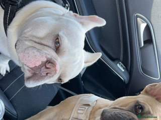 French Bulldog dogs for sale: 🐾✨ Adorable Frenchies ready soon ✨ 🐾 - Advert 1