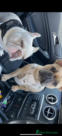 French Bulldog dogs 🐾✨ Adorable Frenchies ready soon ✨ 🐾 - Advert 1