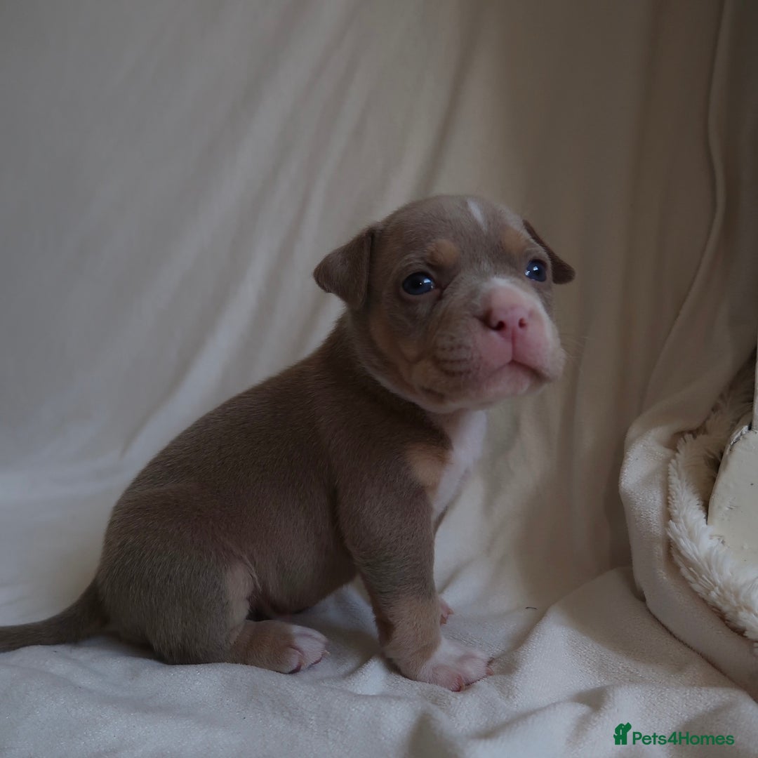 American Bully dogs for sale: Pocket Bully Puppies For Sale📲✅ - Image 7