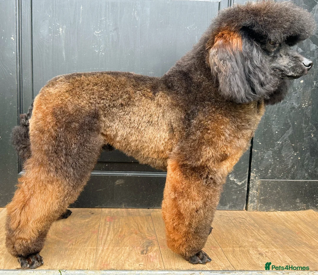 Miniature Poodle dogs for stud: KC Agouti Phantom Miniature Poodle for Stud in Bury Saint Edmunds - Advert 2