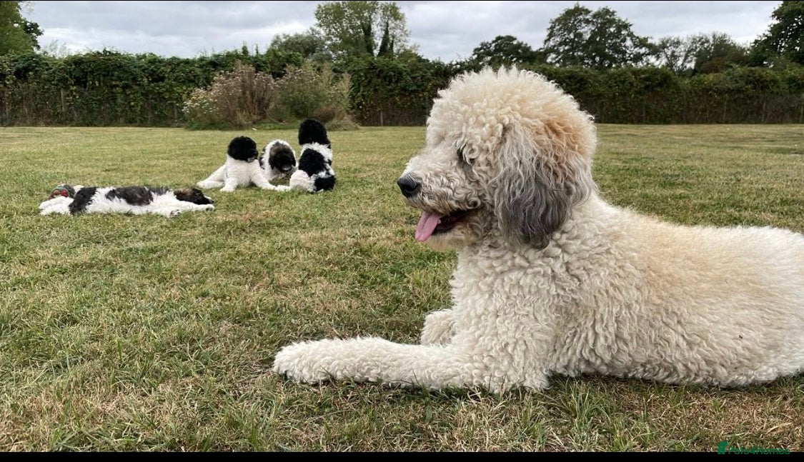 Standard Poodle dogs Standard Poodle x St Berdoodle  - Advert 4