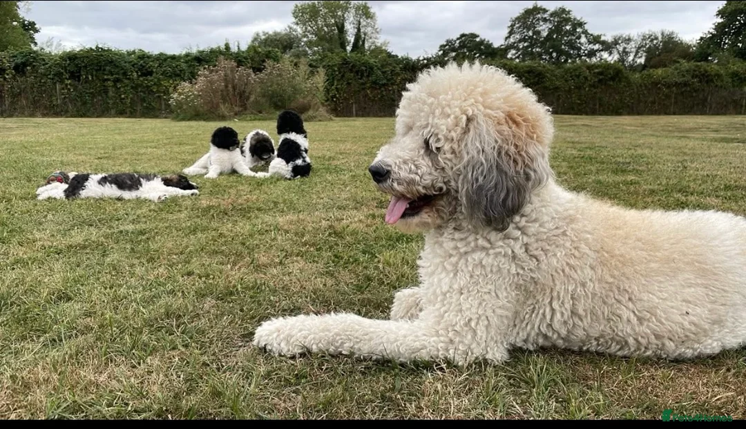 Standard Poodle dogs for sale: Standard Poodle x St Berdoodle  - Advert 1