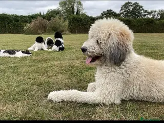 Standard Poodle dogs Standard Poodle x St Berdoodle - Advert 4