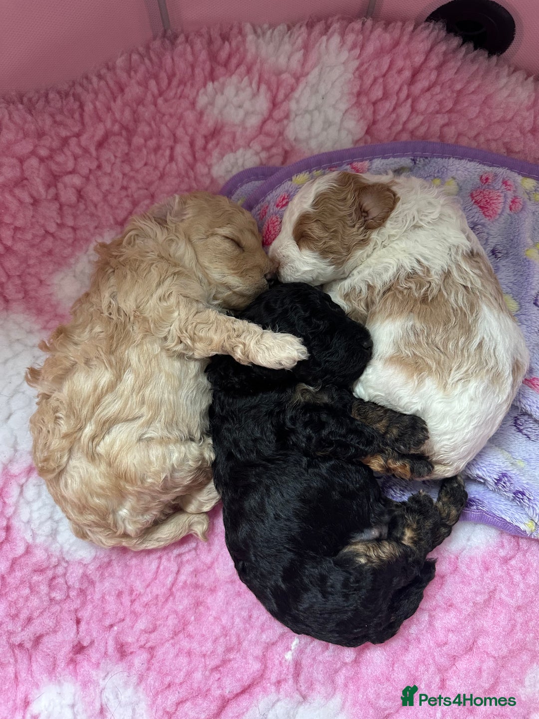 Cockapoo dogs for sale: F1BB Toy Cockapoo puppies - Image 15