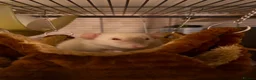 Rat rodents for sale: group of 4 friendly rats (cage+everything incl) - Advert 10
