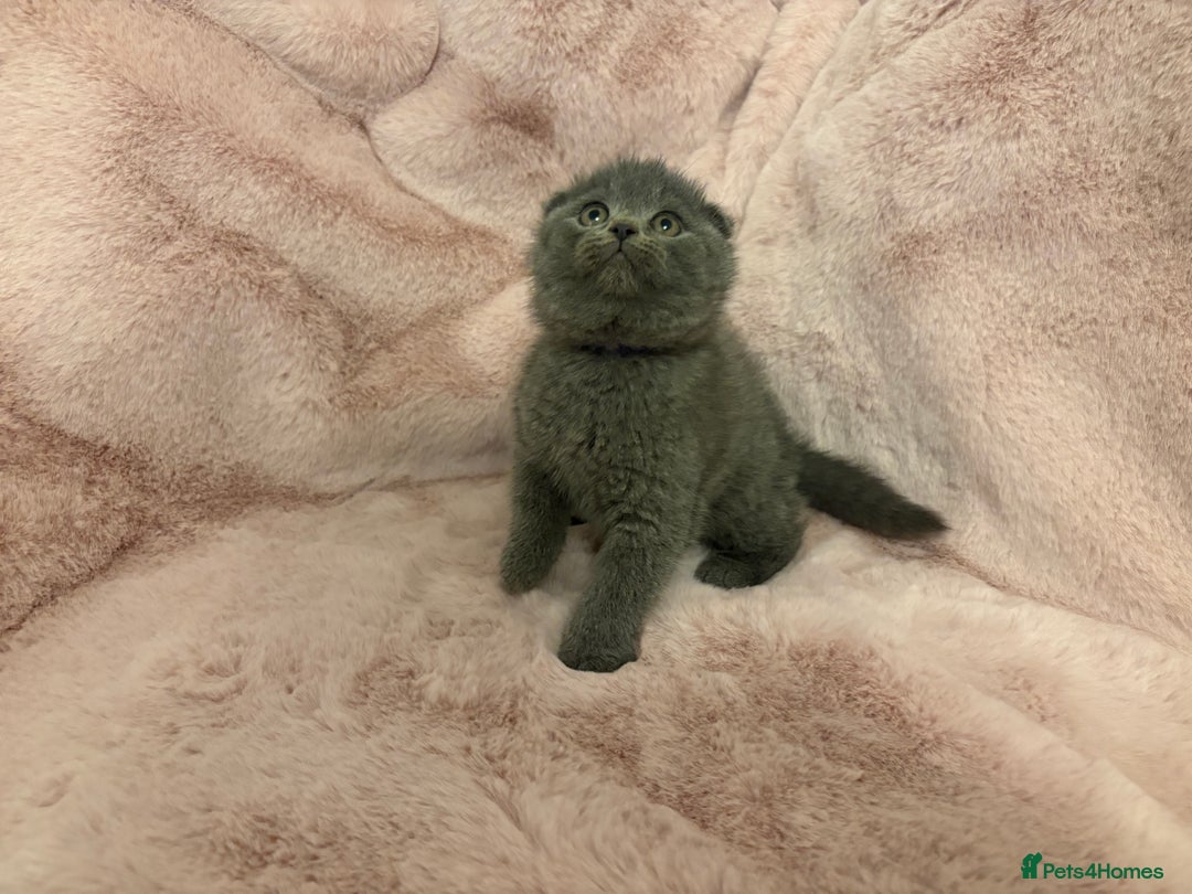 Scottish Fold cats for sale: Chunky Scottish fold kittens - Advert 4