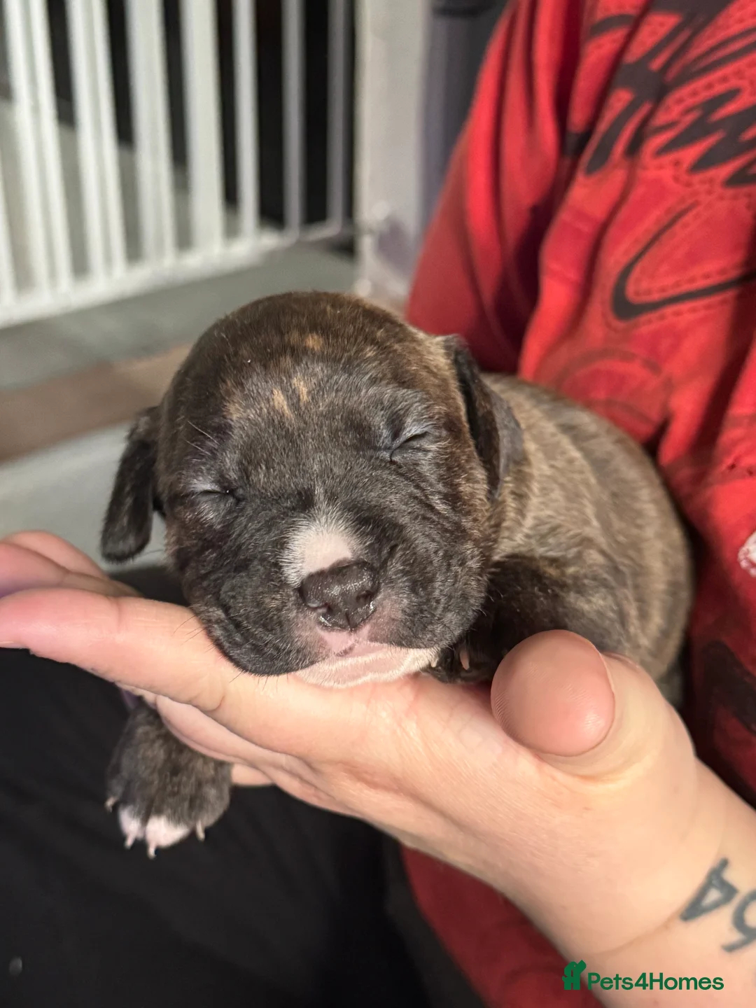 Staffordshire Bull Terrier dogs for sale: 5 puppies for sale  in Brandon - Advert 2