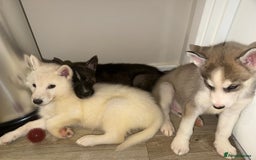 Siberian Husky dogs for sale: 3 x Siberian husky puppies  - Image 3