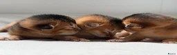 Abyssinian cats for sale: Abyssinian kittens  - Advert 12