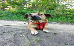 Mixed Breed dogs for adoption: 💖🐶 BONNY 🐶💖 - Image 13