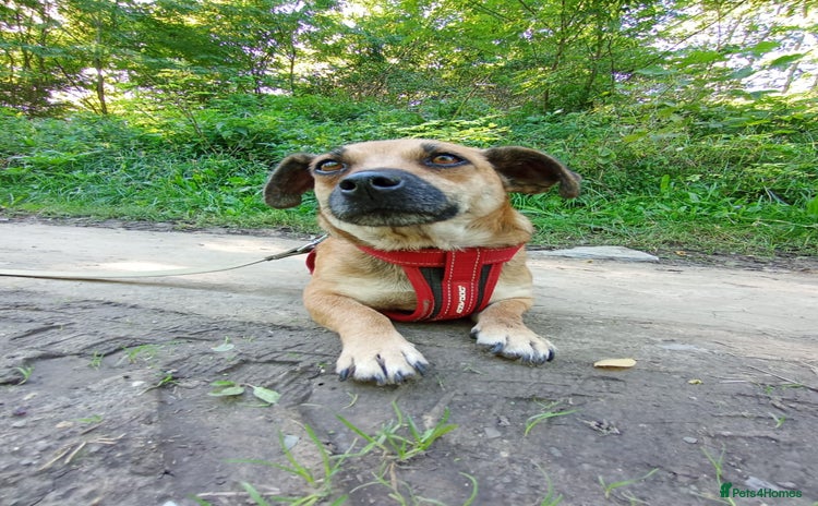 Mixed Breed dogs - Advert 15