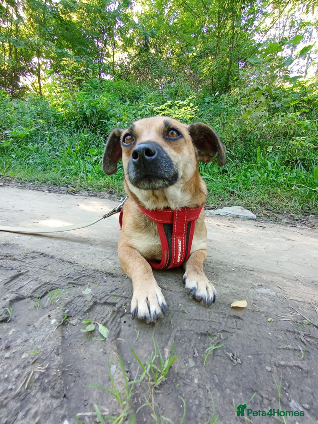 Mixed Breed dogs for adoption: 💖🐶 BONNY 🐶💖 - Image 13