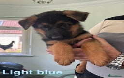 German Shepherd dogs for sale: Stunning KC Registered German Shepherd Puppies  - Image 5