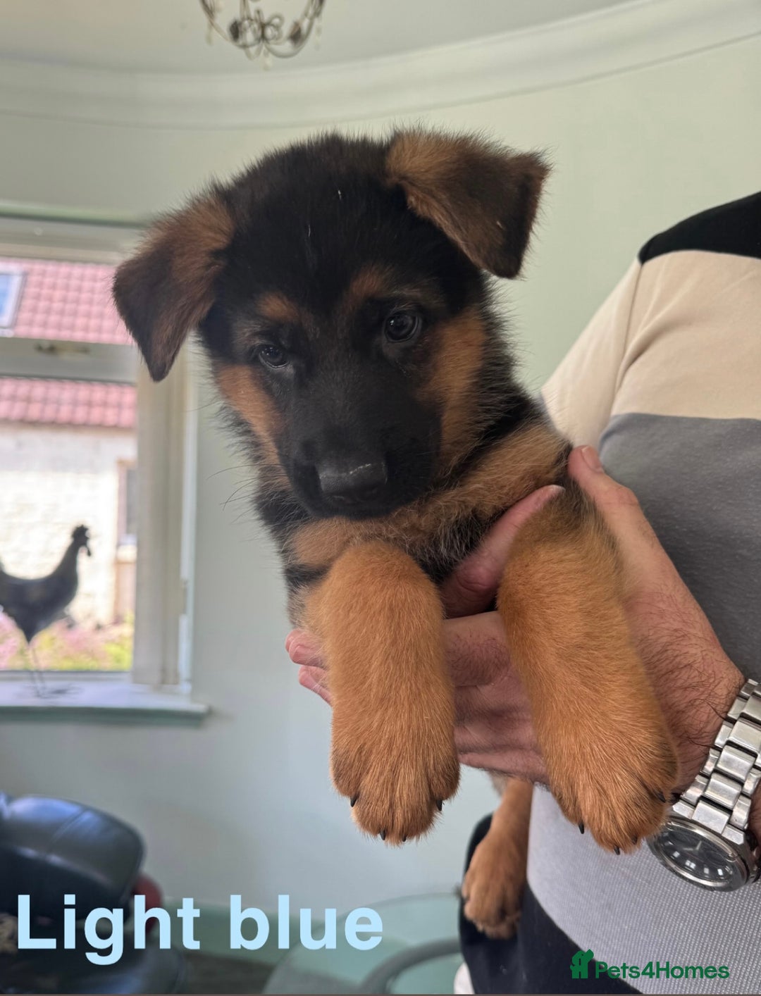 German Shepherd dogs for sale: Stunning KC Registered German Shepherd Puppies  - Image 5