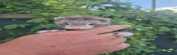 Ferret rodents for sale: 💚 Adorable well handled baby ferrets available 💚 - Advert 26