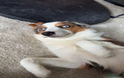 Australian Shepherd dogs for sale: Yoshi, Australian shepherd for sale - Image 3