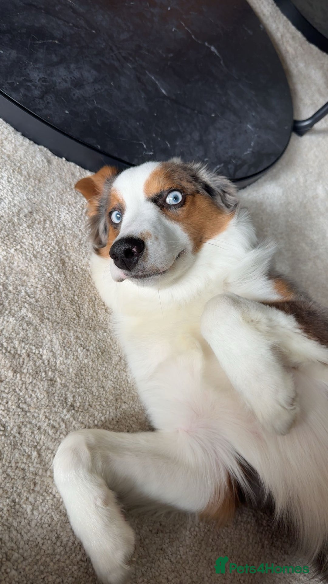 Australian Shepherd dogs for sale: Yoshi, Australian shepherd for sale - Image 3