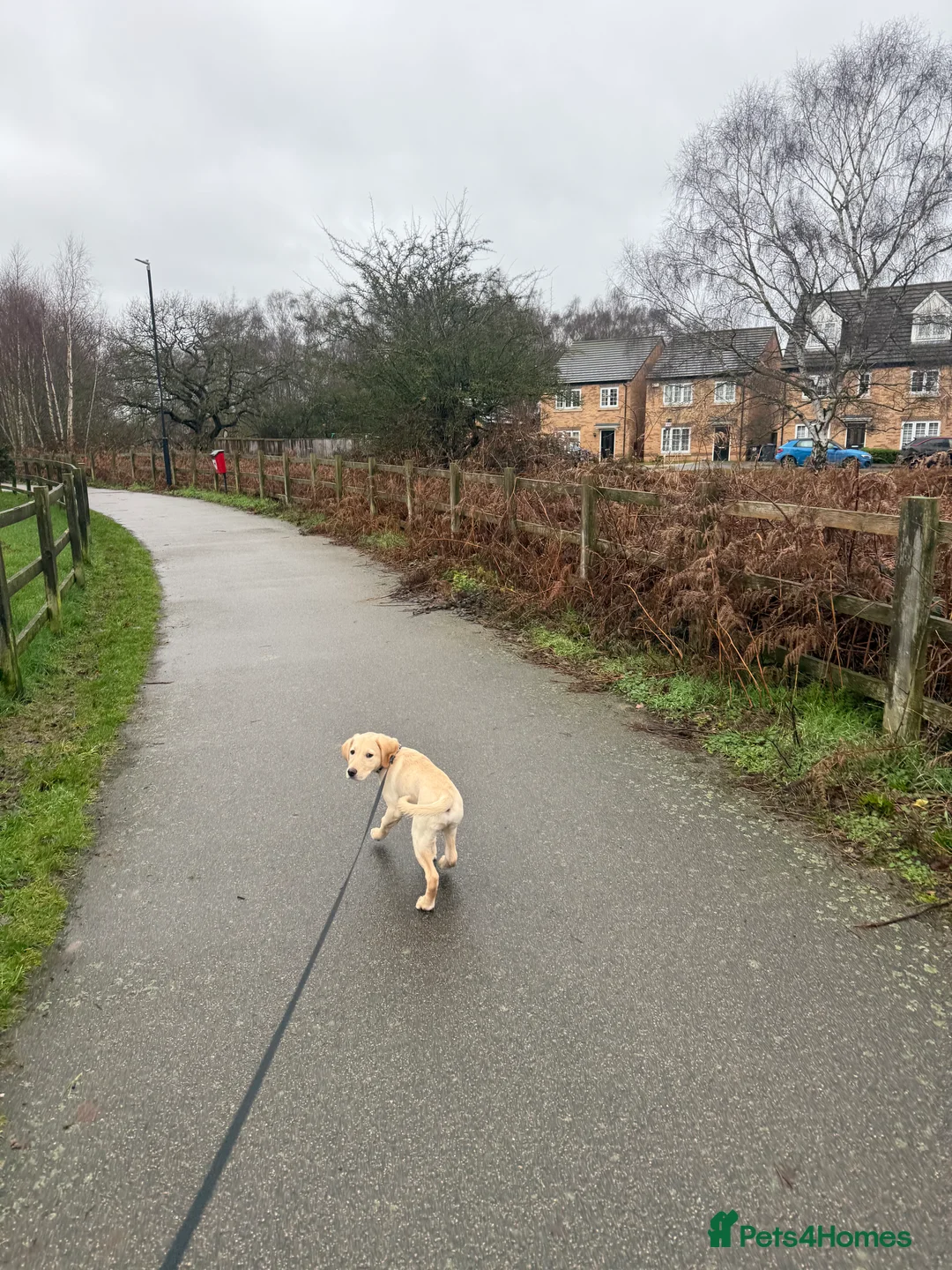 Goldador dogs for sale: GOLDADOR PUPPY COOPER 16 WEEKS - Advert 4