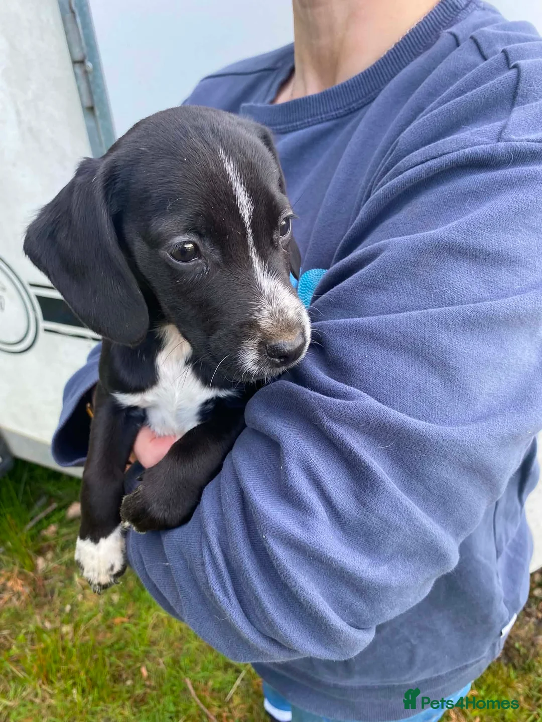 Mixed Breed dogs for sale: Gorgeous Pattercock pups patterdale X show cocker - Advert 2