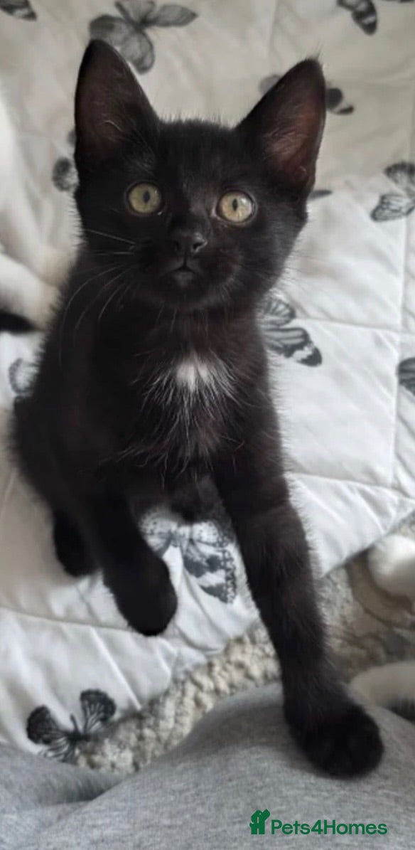 Mixed Breed cats Sasha - Advert 1