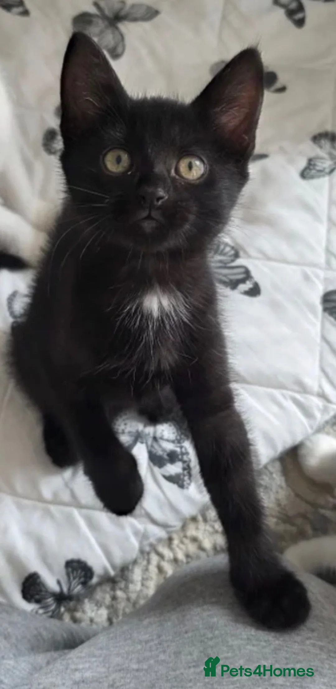 Mixed Breed cats for sale: Sasha in Hornchurch - Advert 1