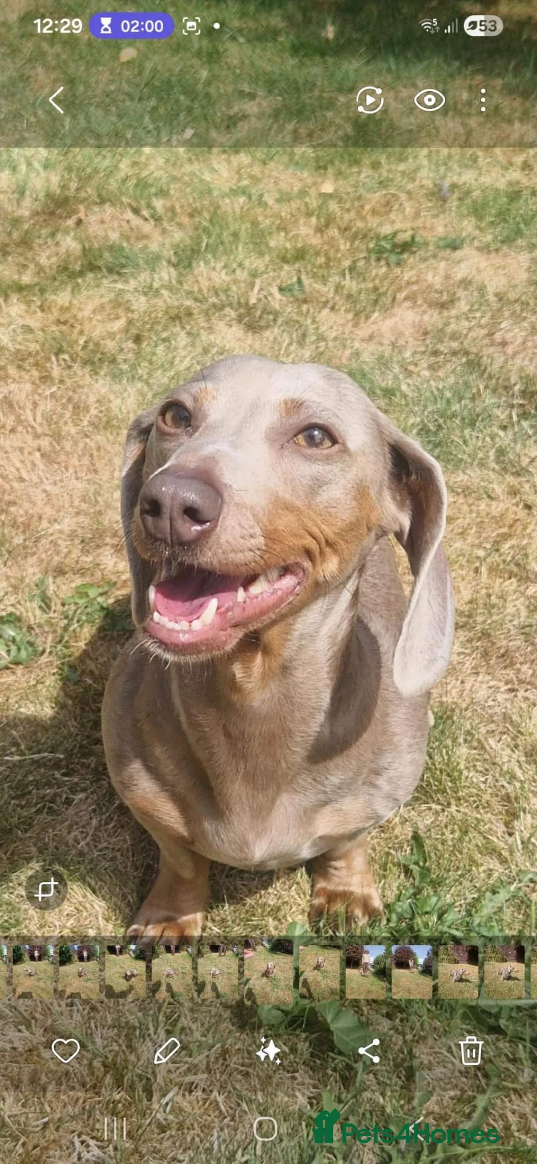 Miniature Dachshund dogs for sale: GORGEOUS MINIATURE DACHSHUND PUPPIES  🐾 - Advert 1