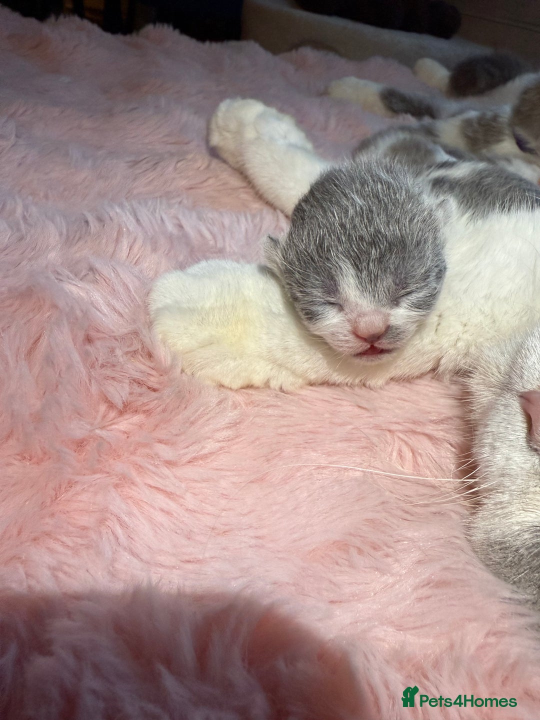 British Shorthair cats for sale: Pure British Shorthair outstanding quality 😻🥇🏆 - Advert 8