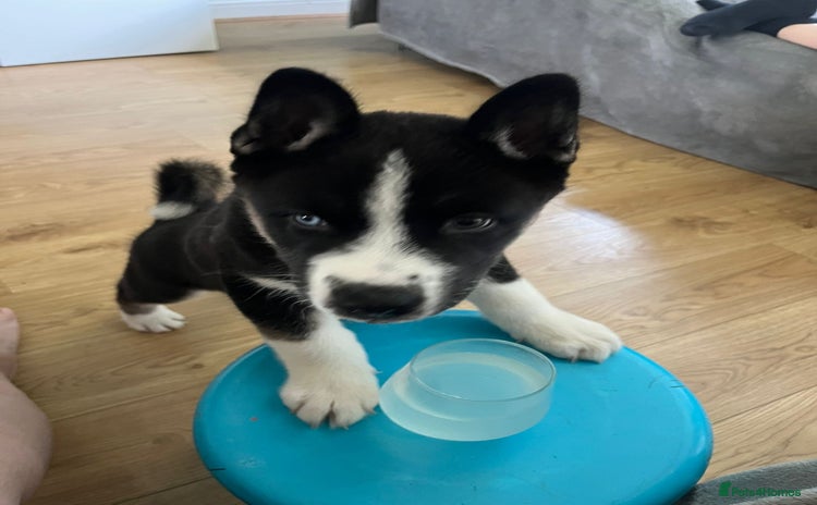Mixed Breed dogs - Advert 14