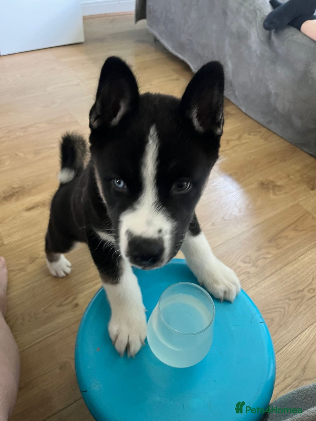 Mixed Breed dogs for sale: Huskita - Image 1