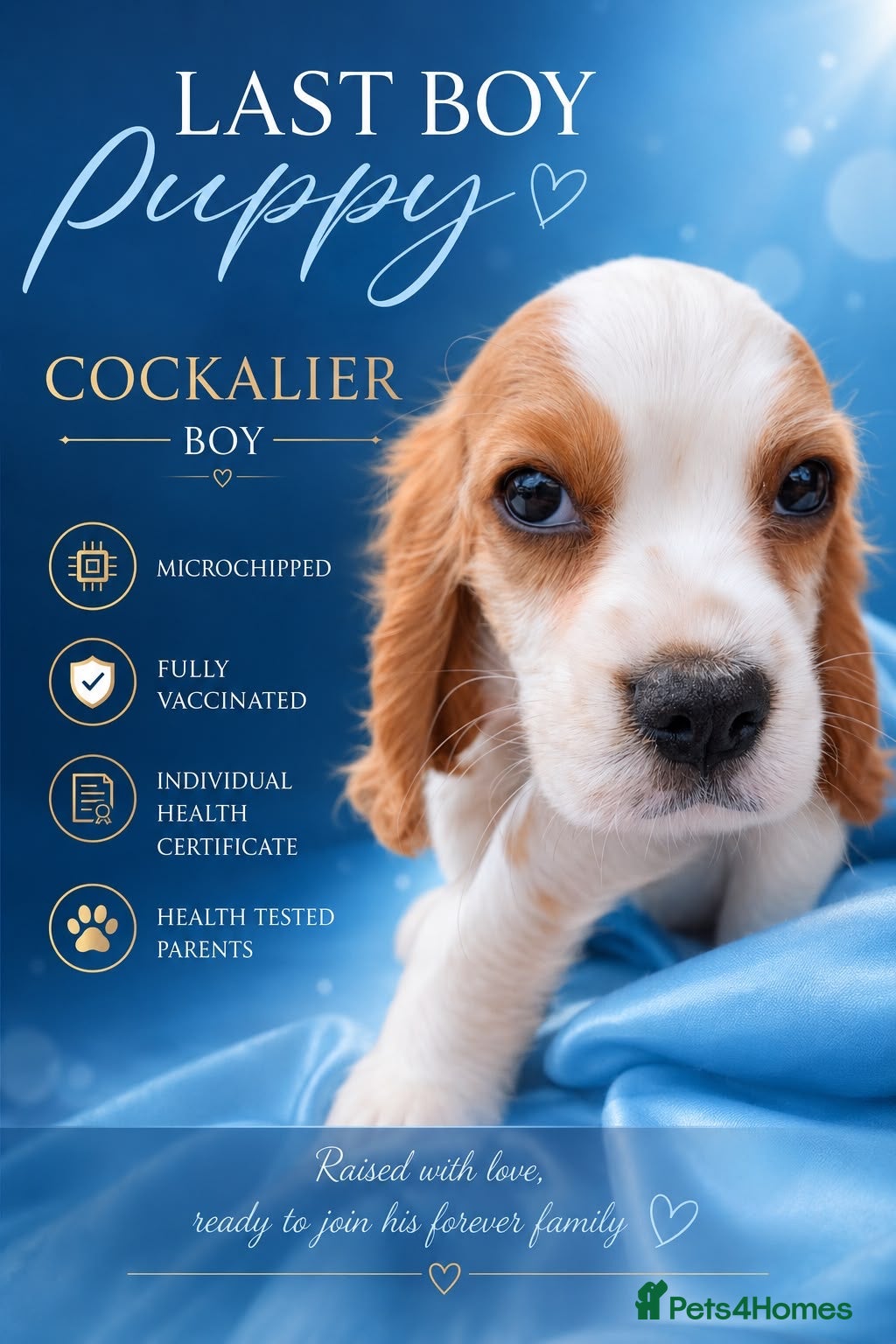 Cockalier dogs  💙 COCKALIER  LAST BOY  💙 - Advert 1