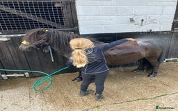 Shetland pony horses for sale: Shetland - Image 3