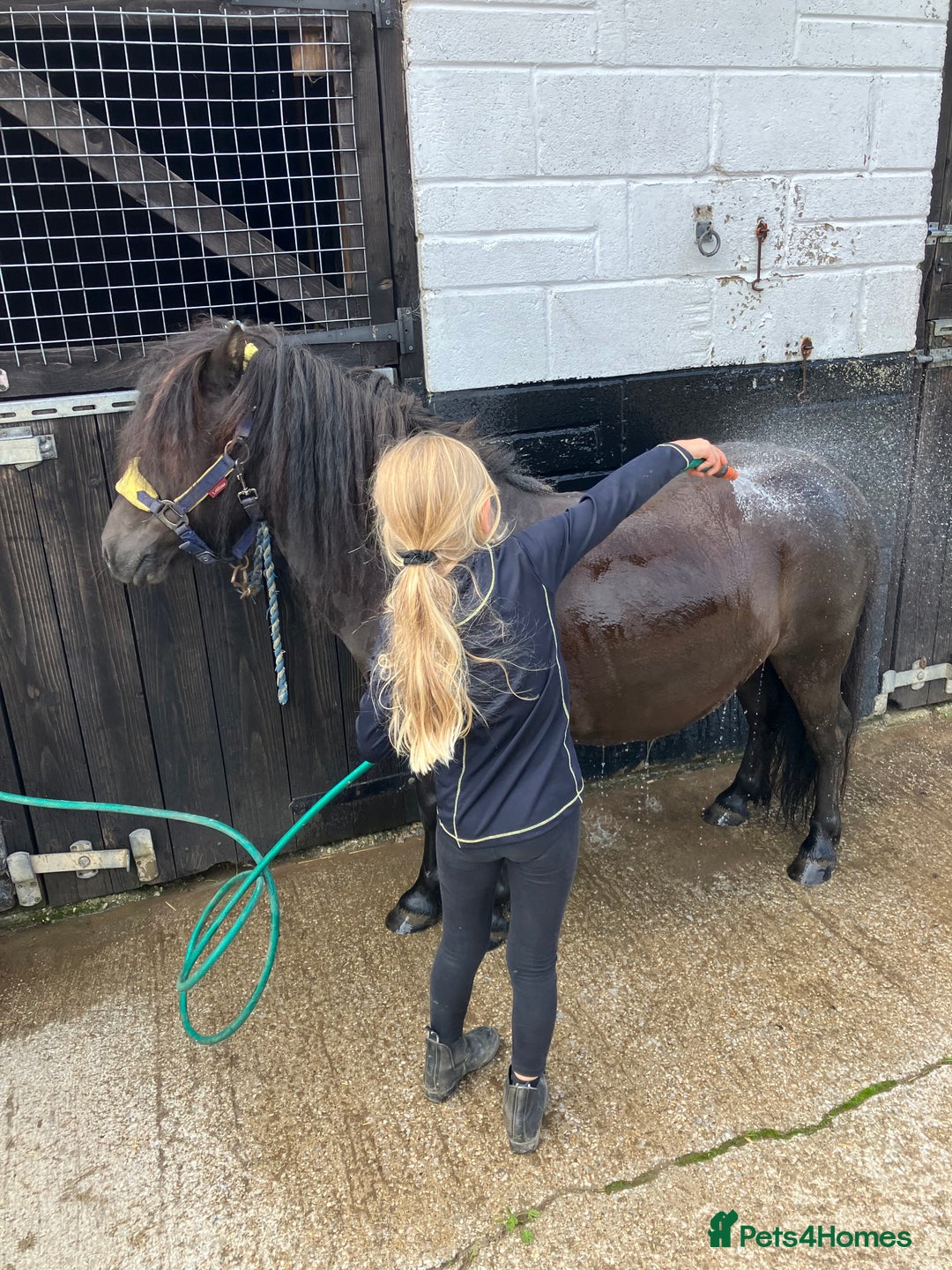 Shetland pony horses for sale: Shetland - Image 3