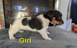 Jack Russell dogs for sale: Pure Jackrussells  - Advert 7