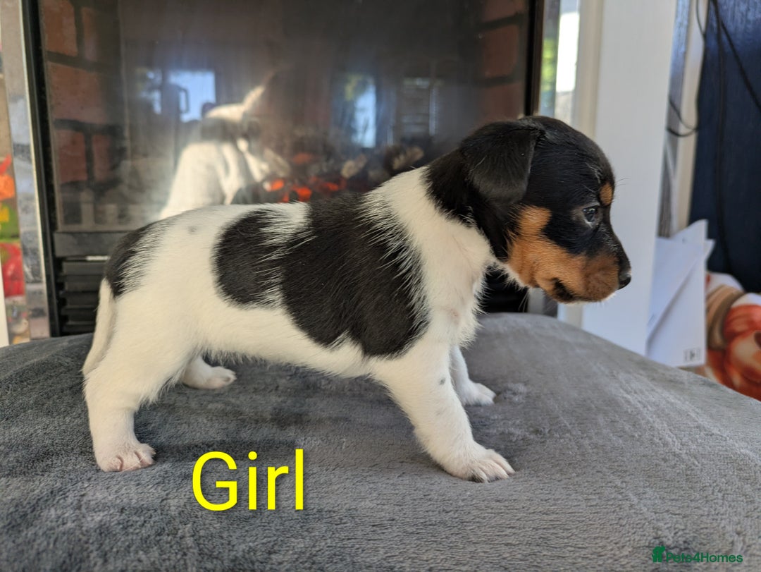 Jack Russell dogs for sale: Pure Jackrussells  - Advert 7