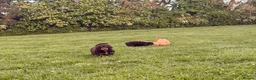 Cockapoo dogs for sale: Stunning F1 Cockerpoos🧸 - Advert 17