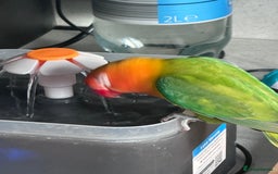 Lovebirds birds for sale: Pair of Beautiful breeding Lovebirds  - Image 2