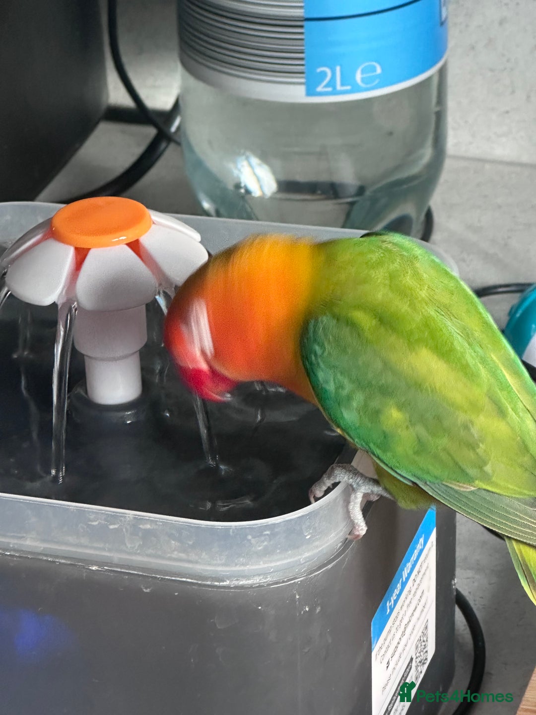 Lovebirds birds for sale: Pair of Beautiful breeding Lovebirds  - Image 2