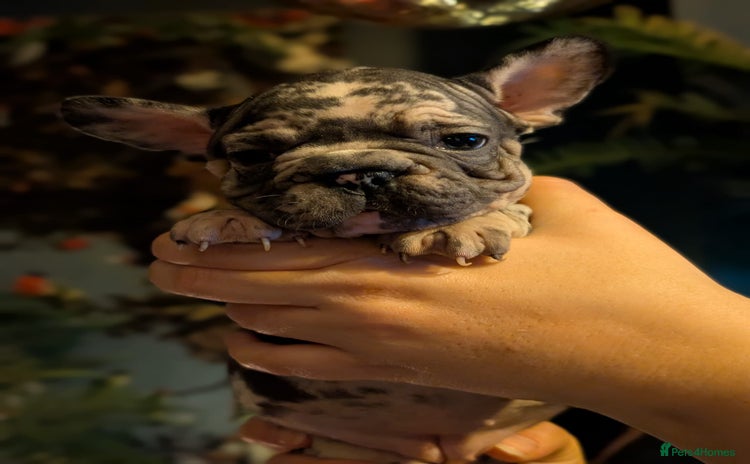 French Bulldog dogs - Advert 2
