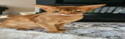 Abyssinian cats for sale: Abyssinian kittens for sale - Advert 17