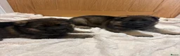 German Shepherd dogs for sale: Gorgeous German shepherd puppies!!! in Birmingham - Advert 1